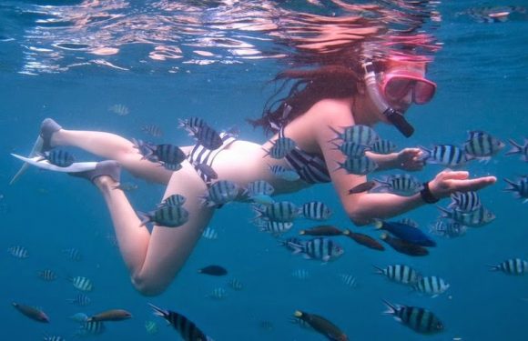 Snorkeling Karimunjawa setelah Outing dan Outbound